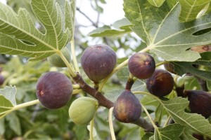 Pema dhe frutat e fikut 