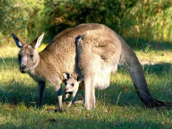 Kanguri - Australia