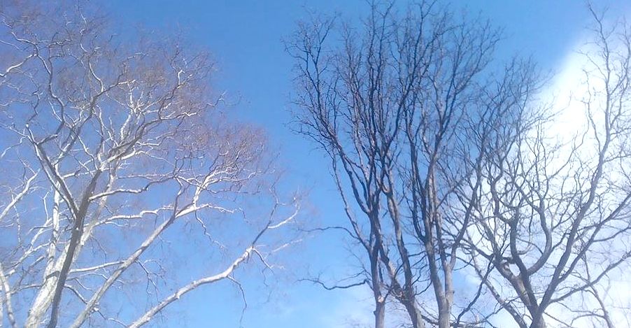 Pemët zhgarravina qiellit hapërda...
