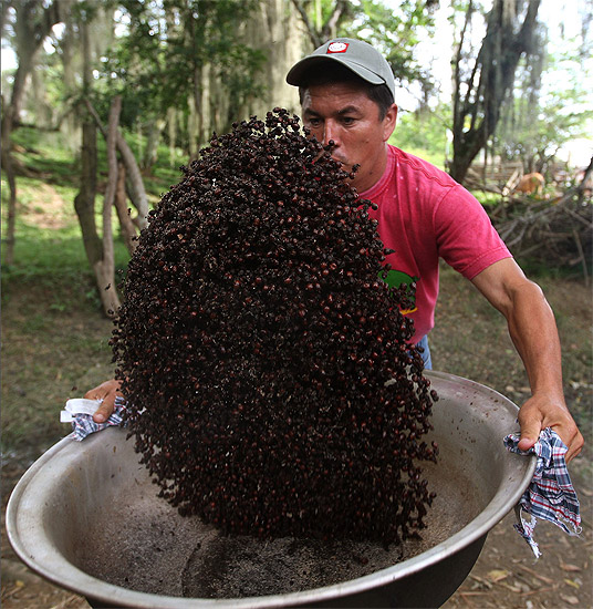 Nji fshatar kolumbian dhe milingonat "Culonas" në tiganin e tij
