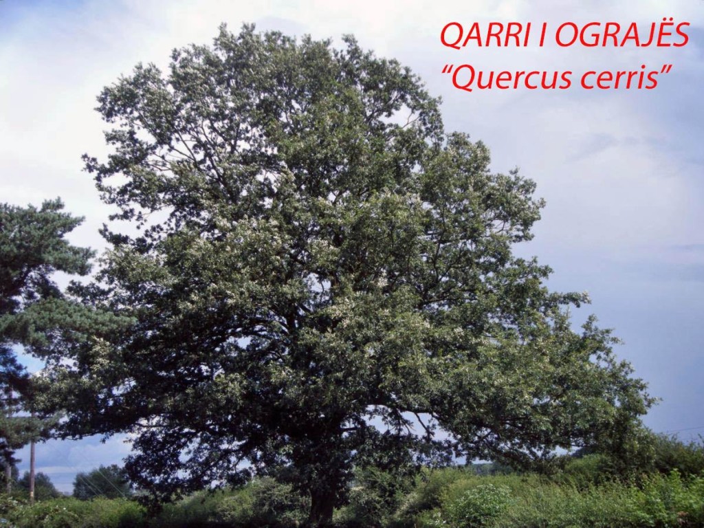 Qarri i Ograjes