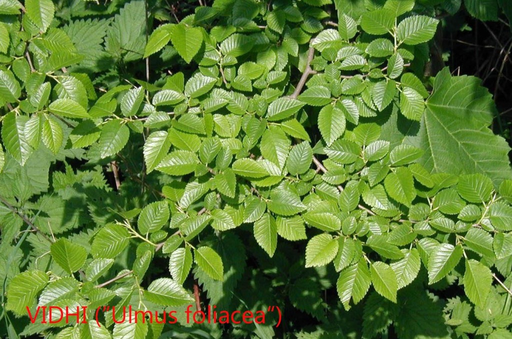 Vidhi (ulmus foliacea)