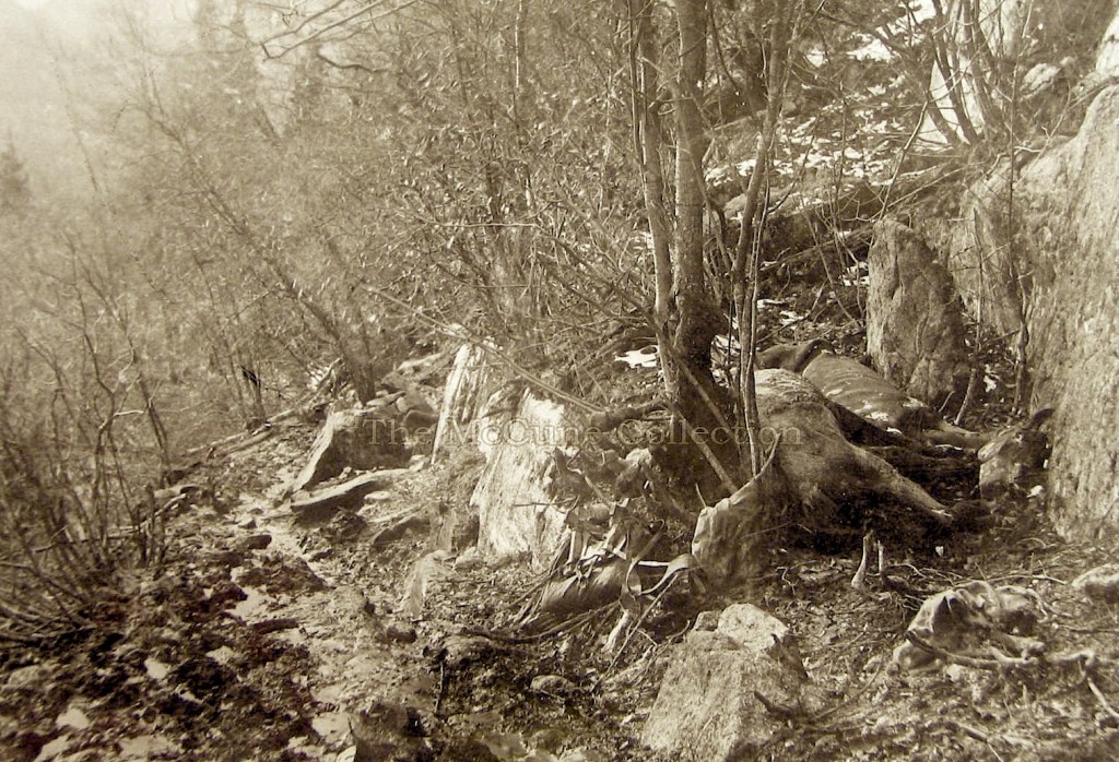 Dead Horse Trail. Mijra kuaj (thonë mbi 90 000) ngordhën në këtë malore në stërmundim të transportit të pajisjeve të kërkuesve të arit.