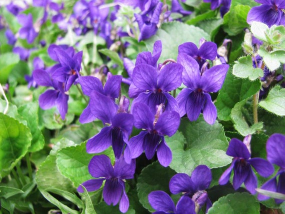 Viola albanica - vjollca, violeta, viola, manushaqia, menekshia.