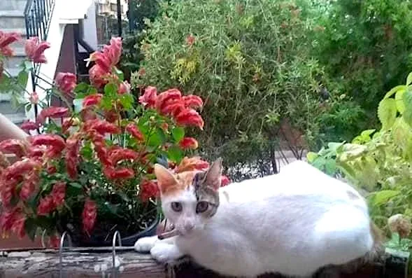 Ajo di gjithçka... e s'thotë asgjë...